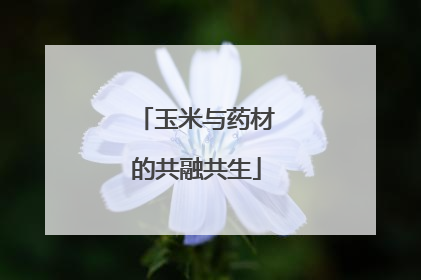 玉米与药材的共融共生