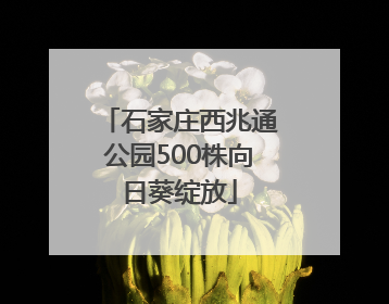 石家庄西兆通公园500株向日葵绽放