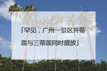罕见，广州一景区并蒂莲与三蒂莲同时盛放
