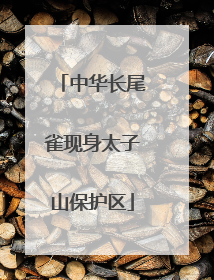 中华长尾雀现身太子山保护区