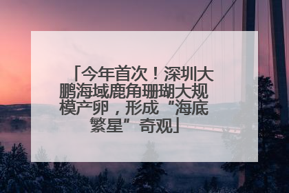 今年首次！深圳大鹏海域鹿角珊瑚大规模产卵，形成“海底繁星”奇观
