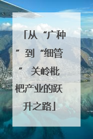 从“广种”到“细管” 关岭枇杷产业的跃升之路