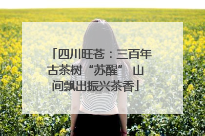 四川旺苍：三百年古茶树“苏醒” 山间飘出振兴茶香