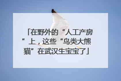 在野外的“人工产房”上，这些“鸟类大熊猫”在武汉生宝宝了