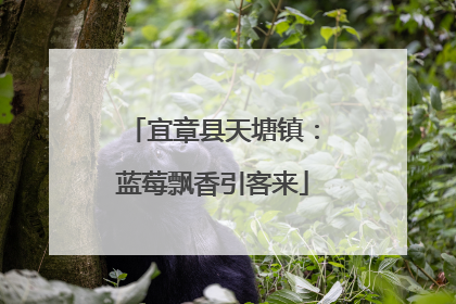 宜章县天塘镇：蓝莓飘香引客来