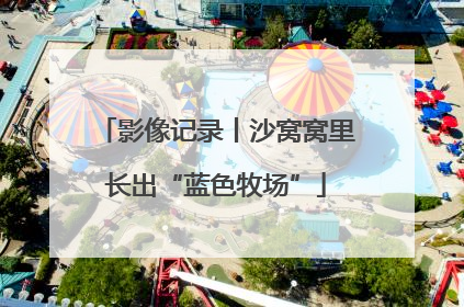 影像记录丨沙窝窝里长出“蓝色牧场”