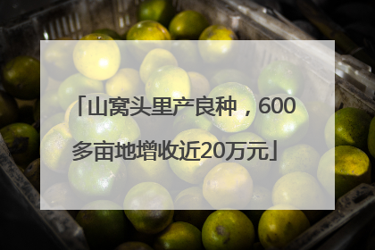 山窝头里产良种，600多亩地增收近20万元