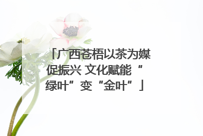 广西苍梧以茶为媒促振兴 文化赋能“绿叶”变“金叶”