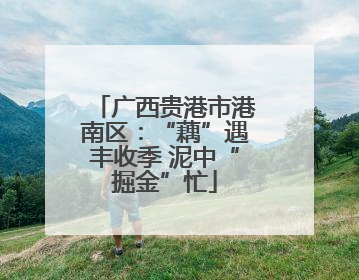 广西贵港市港南区：“藕”遇丰收季 泥中“掘金”忙