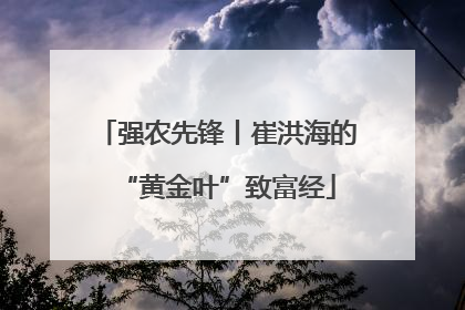 强农先锋丨崔洪海的“黄金叶”致富经