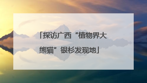 探访广西“植物界大熊猫”银杉发现地