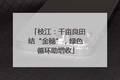 枝江：千亩良田结“金穗”，绿色循环助增收