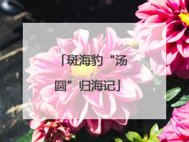斑海豹“汤圆”归海记