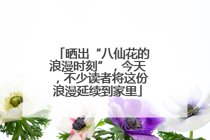 晒出“八仙花的浪漫时刻”，今天，不少读者将这份浪漫延续到家里