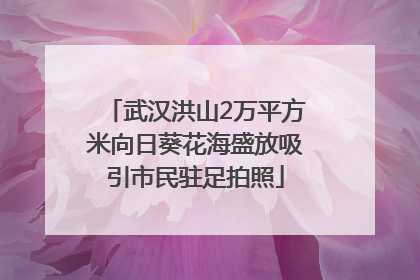 武汉洪山2万平方米向日葵花海盛放吸引市民驻足拍照