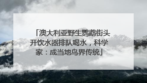 澳大利亚野生鹦鹉街头开饮水器排队喝水，科学家：成当地鸟界传统