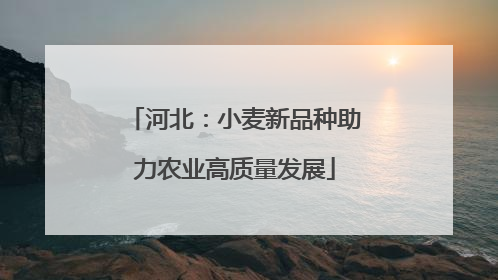 河北：小麦新品种助力农业高质量发展