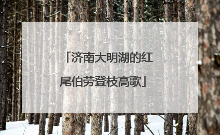 济南大明湖的红尾伯劳登枝高歌