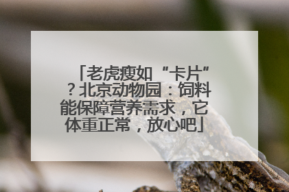 老虎瘦如“卡片”？北京动物园：饲料能保障营养需求，它体重正常，放心吧