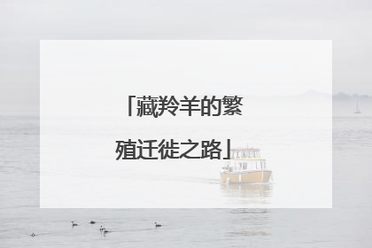 藏羚羊的繁殖迁徙之路