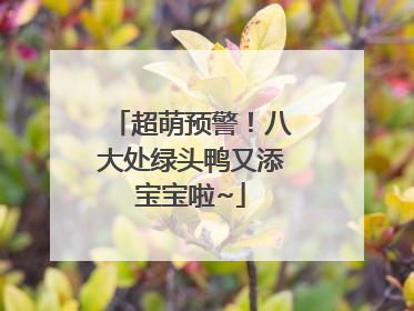 超萌预警！八大处绿头鸭又添宝宝啦~